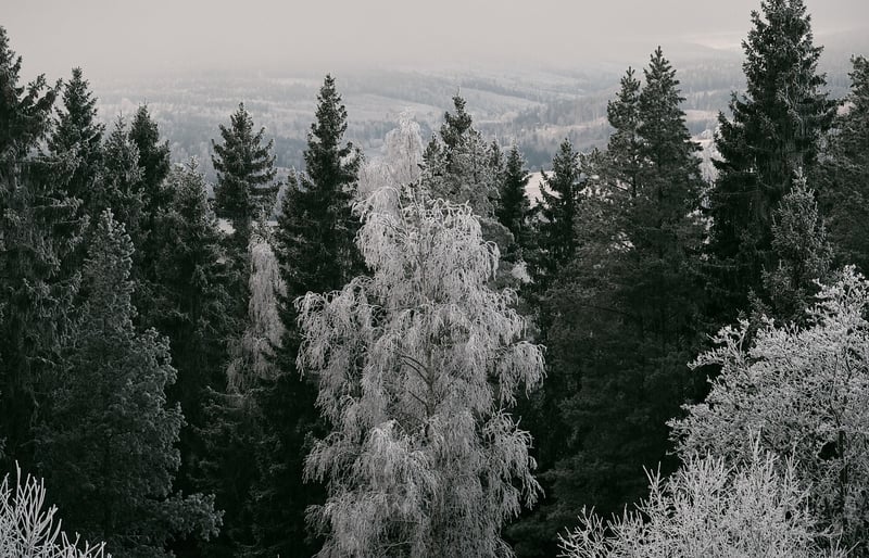 Evergreen Wonders