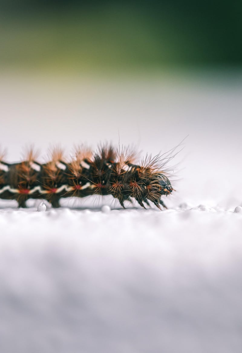 Caterpillar in the garden