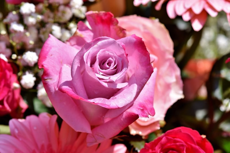 Fairy Roses